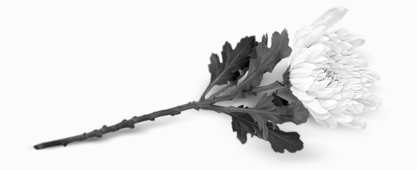 흰국화.png